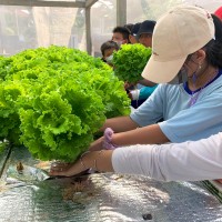 Kegiatan Outdoor Study Kelas VI SD Metta Maitreya ke KebunKita Pekanbaru | SD METTA MAITREYA